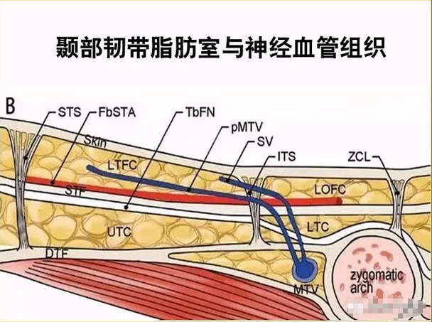 解剖研究中的脂肪室在自体脂肪移植中的应用