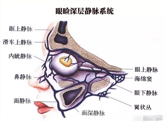 眼睑部位的动脉分布