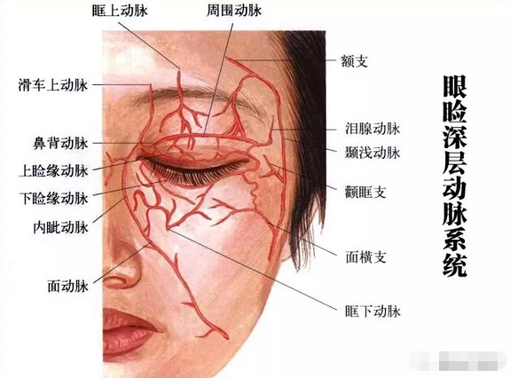 眼睑部位的动脉分布